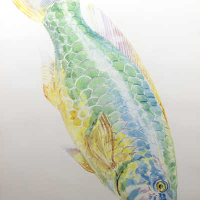Parrot Fish
