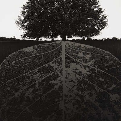 Untitled (trees and roots - leaf vascular system)