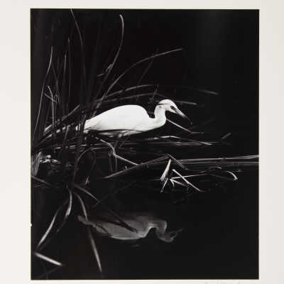 Blue Heron- Horizontal, The Everglades