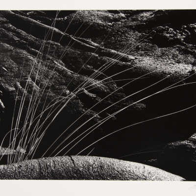 Grass Fan, Waikoloa Lava, Hawaii