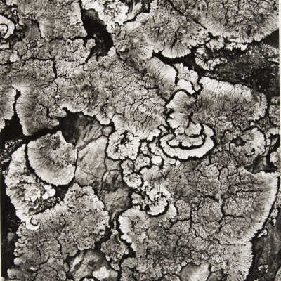 Palm Trunk Lichens, Tahiti