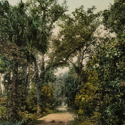 In the Ormand Hammock