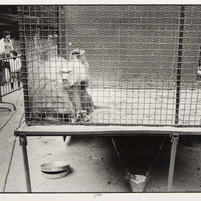 Circus, Paris (caged baboons)