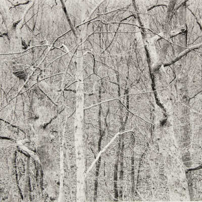 Kentucky Dancing Trees