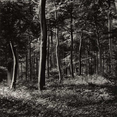 Trees Near Oxford, England