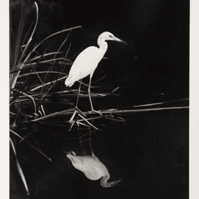 Little Blue Heron #1, Mrazek Pond, The Everglades