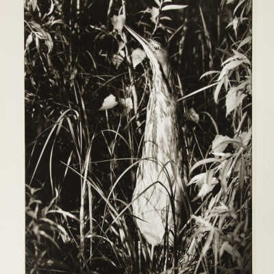 American Bittern
