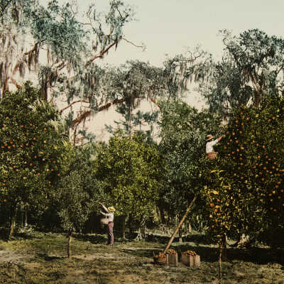 An Indian Orange Grove