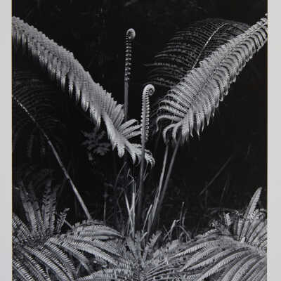 Fern with Two Fiddleheads, Hawaii