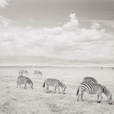 Zebra, with Zebra and Wildebeast in Distance, Ngorongoro, Tanzania