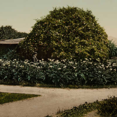 Pasadena, Gold of Ophir Roses