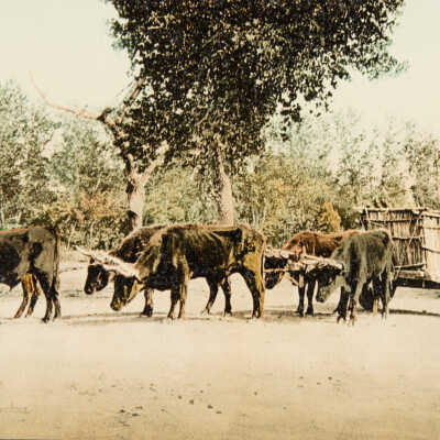 Mexican Carreta, Chihuahua