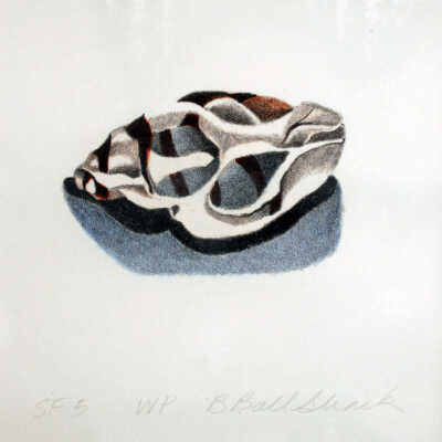 Shell Fragments #5