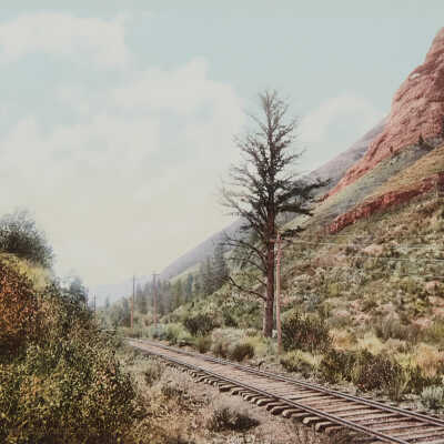 One Thousand Mile Tree, U. P. RY., Weber Canon, Utah, #53485