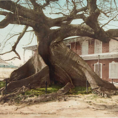 Ceiba or Silk Cotton Tree, Nassau, Bahama Islands