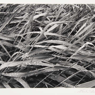 Grasses & Fly After a Rain, Combourg, Bretaigne, France