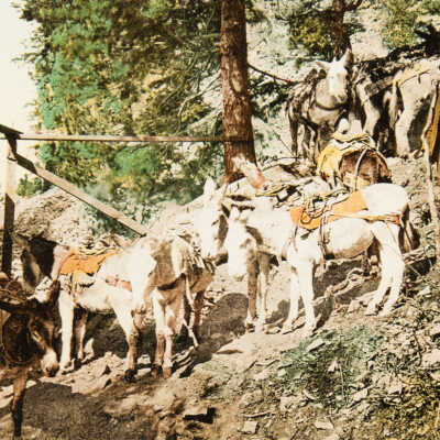 Colorado. Burros at Silver Mine
