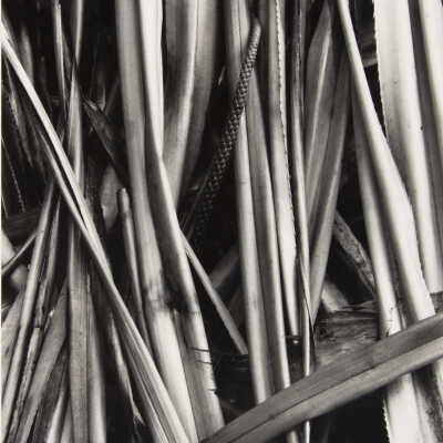 Dead Pandanus Leaves near Keokea Park, Hawaii