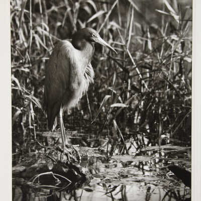 Little Blue Heron