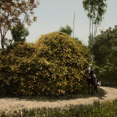 Gold of Ophir Roses, Pasadena