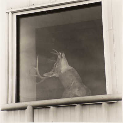 Deer Head in Office Window, Williston, ND