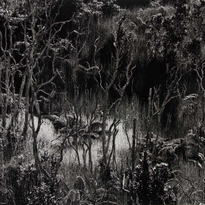 Cypress Swamp