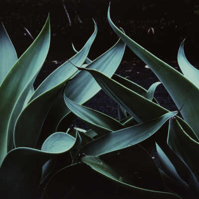 Untitled (green Agave leaves)