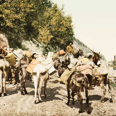 Colorado. Pack Train on Mountain Road