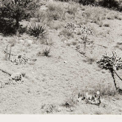 Chiracahua, Arizona
