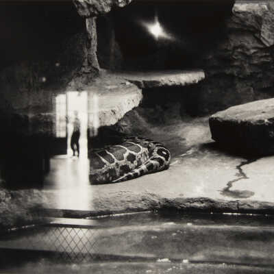 Snake House, Chicago