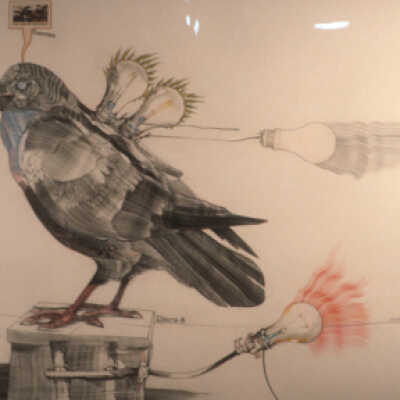 Raven-8