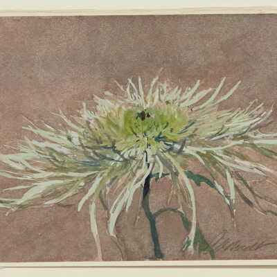 Chrysanthemum