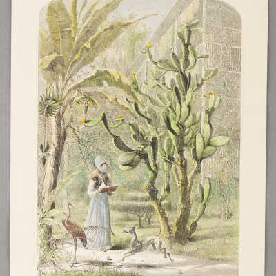 A Garden in Florida