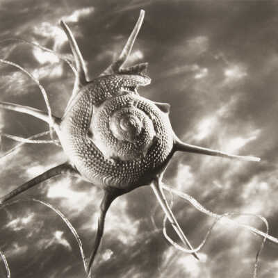 Star Shell