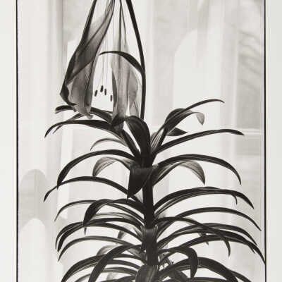 Death of Lily