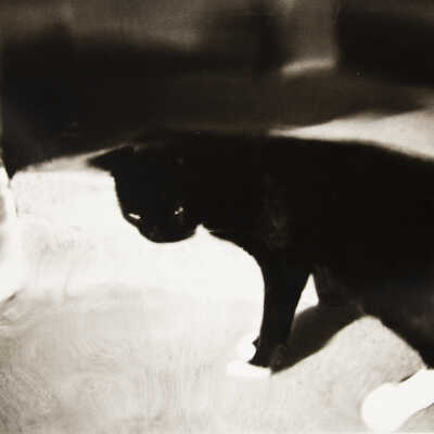 Untitled (cat)