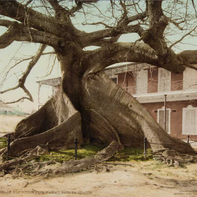 Ceiba or Silk Cotton Tree, Nassau