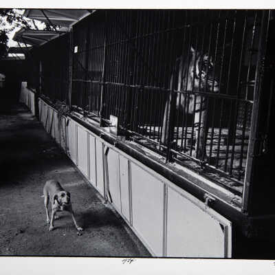 Circus, Paris (barking dog)