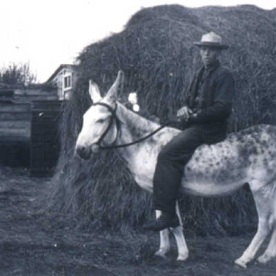 Mule Henry