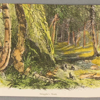 Rabbits in the Forest