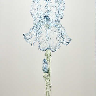 Iris