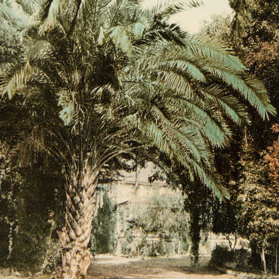 California Palms at Glen Annie