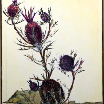 Pilot Knob's Purple Thistle