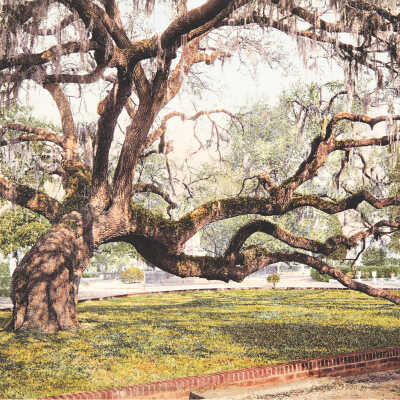 A Live Oak in Magnolia Cemetery, SC, #53520