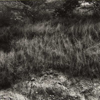 England Flowering Grasses