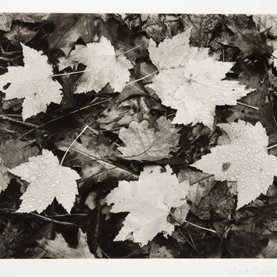 Maple & Oak Leaves in Rain, Near Marquette