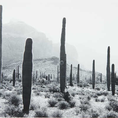 Saguaros and Ajo Mountains, Organ Pipe Cactus National Monument, Arizona