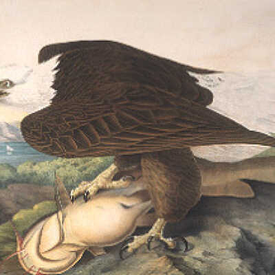 White Headed Eagle
