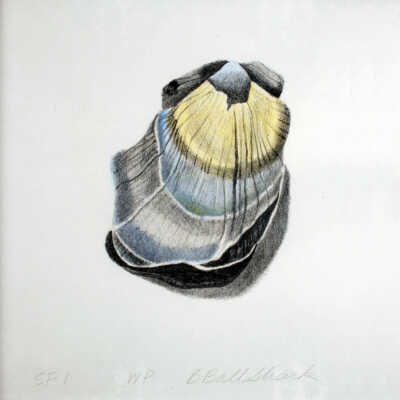 Shell Fragments #1