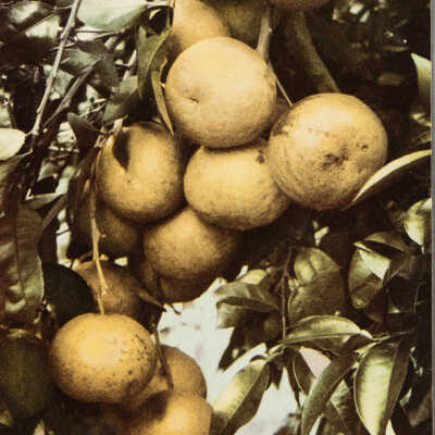 Grape Fruit, 1902